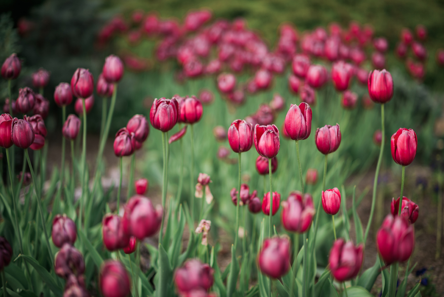 best flower fields of instagram, tulips // Notjessfashion.com