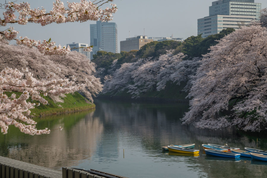7 Best Spots for Cherry Blossoms in Japan - Tokyo - Boating in Chidorigafuchi, luxury travel blogger // Notjessfashion.com